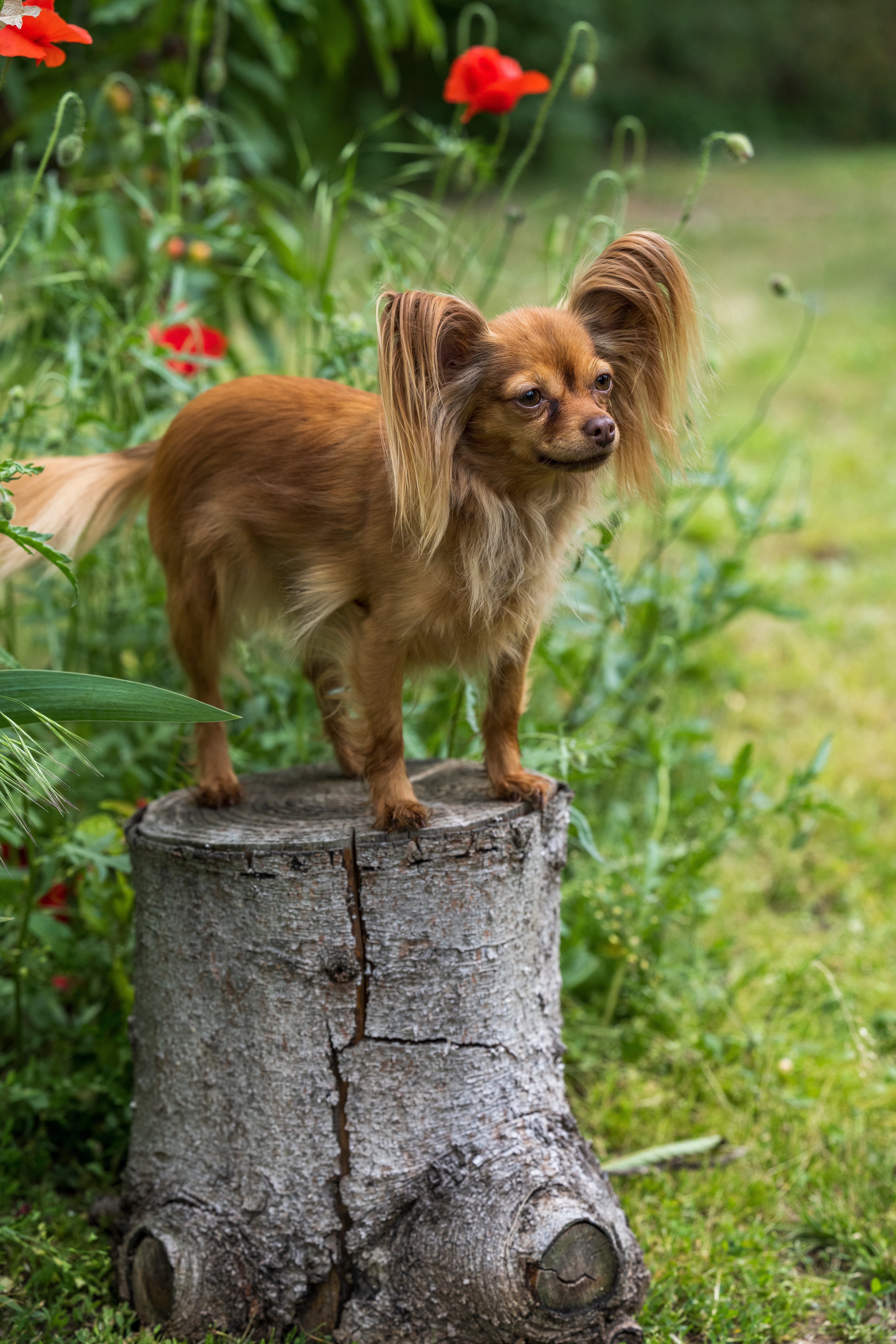 Red longhaired Russian Toy dog breed standing on a stump with flowered bush in background